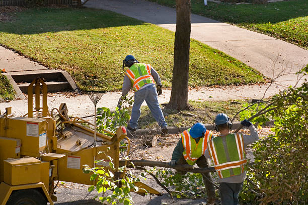 Best Hazardous Tree Removal  in , MD